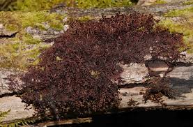 Attēlu rezultāti vaicājumam “Homalia trichomanoides sporophyte”