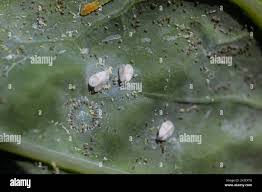 Attēlu rezultāti vaicājumam “Aleurochiton aceris nymph”