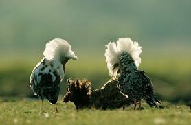 Attēlu rezultāti vaicājumam “Philomachus pugnax”