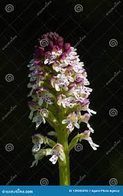 Attēlu rezultāti vaicājumam “Orchis ustulata”