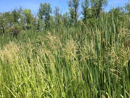 Attēlu rezultāti vaicājumam “Glyceria maxima”