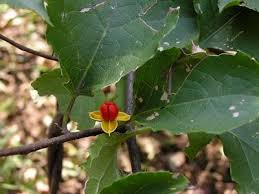 Attēlu rezultāti vaicājumam “Parnassiaceae”