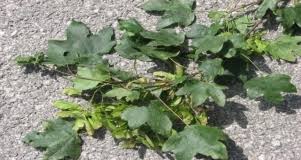 Attēlu rezultāti vaicājumam “Galium schultesii leaf”