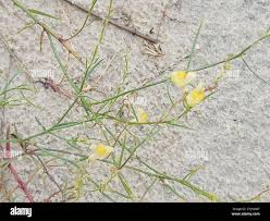 Attēlu rezultāti vaicājumam “Linaria loeselii”