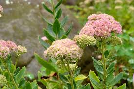 Attēlu rezultāti vaicājumam “Sedum sexangulare flower”