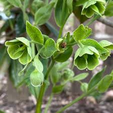 Image result for Helleborus foetidus