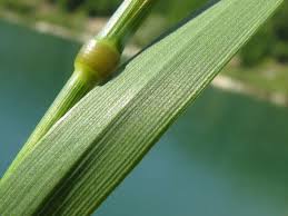 Attēlu rezultāti vaicājumam “Arrhenatherum elatius”