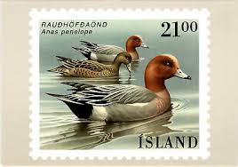 Attēlu rezultāti vaicājumam “Anas penelope”