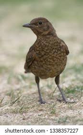 Attēlu rezultāti vaicājumam “Turdus merula juvenile”