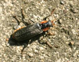 Attēlu rezultāti vaicājumam “Cantharis fusca larva”