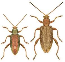 Attēlu rezultāti vaicājumam “Donacia clavipes”