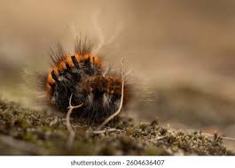 Attēlu rezultāti vaicājumam “Macrothylacia rubi larva”