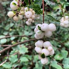 Attēlu rezultāti vaicājumam “Symphoricarpos albus fruit”