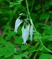 Image result for Adlumia cirrhosa