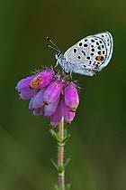 Attēlu rezultāti vaicājumam “Vacciniina optilete underside”