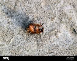 Attēlu rezultāti vaicājumam “Melolontha melolontha imago”