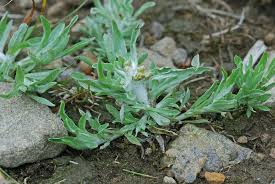 Attēlu rezultāti vaicājumam “Gnaphalium uliginosum leaf”