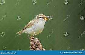 Attēlu rezultāti vaicājumam “Phylloscopus trochiloides adult”