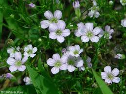 Attēlu rezultāti vaicājumam “Gypsophila fastigiata bud”