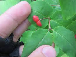 Attēlu rezultāti vaicājumam “Lonicera xylosteum fruit”