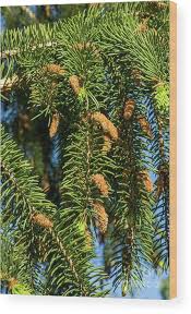 Attēlu rezultāti vaicājumam “Picea abies male flower”