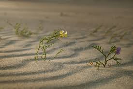 Attēlu rezultāti vaicājumam “Linaria loeselii”