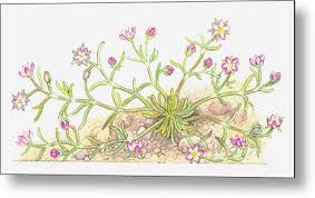 Attēlu rezultāti vaicājumam “Spergularia marina flower”