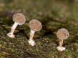 Attēlu rezultāti vaicājumam “Phleogena faginea”