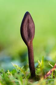 Attēlu rezultāti vaicājumam “Geoglossum sp.”