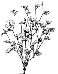 Attēlu rezultāti vaicājumam “Malvaceae”