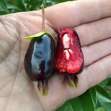 Attēlu rezultāti vaicājumam “Rubus illecebrosus fruit”