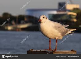 Attēlu rezultāti vaicājumam “Larus minutus”