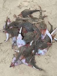 Image result for Glaucostegus cemiculus