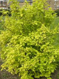 Attēlu rezultāti vaicājumam “Philadelphus coronarius leaf”