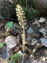 Attēlu rezultāti vaicājumam “Neottia nidus-avis fruit”