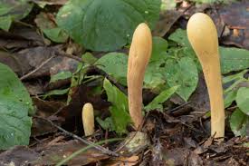 Attēlu rezultāti vaicājumam “Clavariadelphus pistillaris”