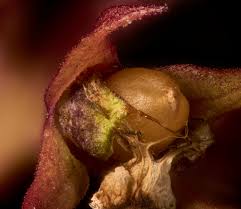 Attēlu rezultāti vaicājumam “Melampyrum pratense bud”