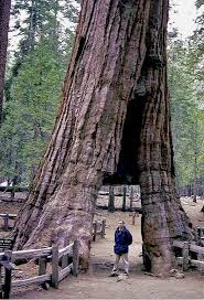 Image result for Mammutbaum