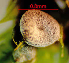 Attēlu rezultāti vaicājumam “Craterium aureonucleatum young”