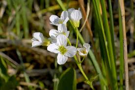 Attēlu rezultāti vaicājumam “Cardamine amara flower”