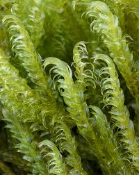 Attēlu rezultāti vaicājumam “Calliergonella lindbergii”