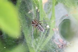 Attēlu rezultāti vaicājumam “Agelena labyrinthica”