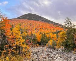 Attēlu rezultāti vaicājumam “Arcyria, Heterotrichia sp.”