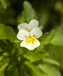 Attēlu rezultāti vaicājumam “Viola tricolor subsp. curtisii bud”