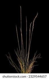 Attēlu rezultāti vaicājumam “Nardus stricta”