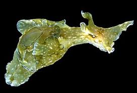 Attēlu rezultāti vaicājumam “Hoplia parvula”