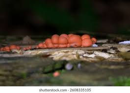 Attēlu rezultāti vaicājumam “Lycogala maculatum young”
