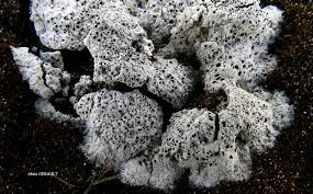 Attēlu rezultāti vaicājumam “Lignydium muscorum young”