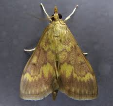 Attēlu rezultāti vaicājumam “Ostrinia nubilalis”