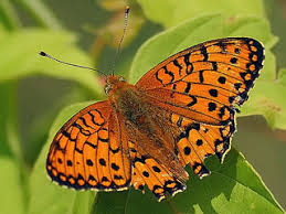 Attēlu rezultāti vaicājumam “Argynnis aglaja upperside”